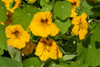 Issaquah-Washington State-USA Nasturtiums growing in and around a plant cage Poster Print - Janet Horton # VARPDXUS48JHO2083