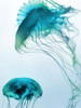 Jelly Fish Friends Poster Print - Marcus Prime # VARPDXMPRC1413A