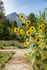Leavenworth-Washington State-USA Helianthus Chrysanthemum flowered series sunflowers Poster Print - Janet Horton # VARPDXUS48JHO1960