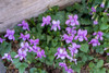 Issaquah-Washington State-USA Viola sororia or called Common Blue Violet Poster Print - Janet Horton # VARPDXUS48JHO1957