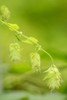Issaquah-Washington State-USA Close-up of hops cones Poster Print - Janet Horton # VARPDXUS48JHO1935