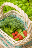 Issaquah-Washington State-USA Basket of freshly harvested Blue Wind broccoli Poster Print - Janet Horton # VARPDXUS48JHO1948