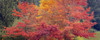 USA-Washington State-Seabeck Panoramic of oak trees in autumn Poster Print - Jaynes Gallery # VARPDXUS48BJY2280