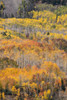USA-Colorado-Uncompahgre National Forest Autumn-colored forest Poster Print - Jaynes Gallery # VARPDXUS06BJY2747