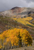 USA-Colorado-Uncompahgre National Forest Autumn forest and mountain Poster Print - Jaynes Gallery # VARPDXUS06BJY2744