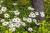 Usa-Oregon-Yachats Plantings Poster Print - Hollice Looney # VARPDXUS38HLL0074