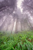 Fisheye view skyward in redwood forest-Redwood National Park-Tree-Redwood Poster Print - Adam Jones # VARPDXUS05AJE0571