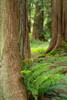 Issaquah-Washington State-USA-Western Redcedar tree trunks with western sword ferns Poster Print - Janet Horton # VARPDXUS48JHO1735