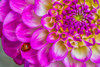 Usa-Washington State-Sammamish Ladybug on a Dahlia Poster Print - Hollice Looney # VARPDXUS48HLL0158