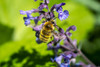 Issaquah-Washington State-USA-Honeybee pollinating a Walkers Low catnip-Nepeta Walkers Low Poster Print - Janet Horton # VARPDXUS48JHO1736
