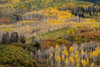 USA-Colorado-Uncompahgre National Forest Autumn-colored forest Poster Print - Jaynes Gallery # VARPDXUS06BJY2669