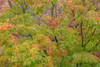 USA-Washington State-Seabeck Japanese maple tree in autumn Poster Print - Jaynes Gallery # VARPDXUS48BJY2284