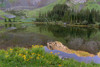 USA-Colorado-Uncompahgre National Forest Mountain wildflowers and pond landscape Poster Print - Jaynes Gallery # VARPDXUS06BJY2559