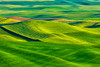 USA-Washington State-Palouse Region-Patterns in the fields of fresh green Spring wheat Poster Print - Terry Eggers # VARPDXUS48TEG1564