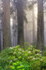 Redwood trees and Pacific Rhododendron in fog-Redwood National Park-California Poster Print - Adam Jones # VARPDXUS05AJE0480