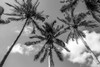 California Palms II Poster Print - Richard Silver # VARPDXRX067A