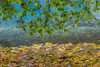 USA-Washington State-Olympic National Park Alder tree branches Poster Print - Jaynes Gallery # VARPDXUS48BJY2268