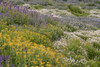 USA-Colorado-American Basin Wildflowers in mountain meadow Poster Print - Jaynes Gallery # VARPDXUS06BJY2494