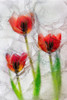 Tulips in ice Poster Print - Jaynes Gallery # VARPDXNA01BJY0078