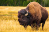 Bison-Yellowstone National Park-Wyoming-USA Poster Print - Russ Bishop # VARPDXUS51RBS0065