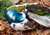 Posing Peacock II Poster Print - Tammy Putman # VARPDXPSPTM246