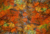 Autumn tree abstract Poster Print - Jaynes Gallery # VARPDXNA01BJY0037