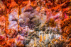 Red-orange and yellow petrified wood abstract-Blue Mesa-Petrified Forest National Park-Arizona Poster Print - William Perry # VARPDXUS03WPE0005