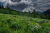 USA-Wyoming-Dramatic clouds and wildflowers in meadow west side of Teton Mountains Poster Print - Howie Garber # VARPDXUS51HGA0546