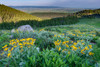 USA-Wyoming-Arrowleaf balsamroot wildflowers in meadow-summer-Caribou-Targhee National Forest Poster Print - Howie Garber # VARPDXUS51HGA0522