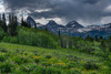USA-Wyoming-Geranium and arrowleaf balsamroot wildflowers in meadow-west side of Teton Mountains Poster Print - Howie Garber # VARPDXUS51HGA0543