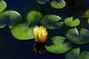 Yellow Water Lily Poster Print - Tammy Putman # VARPDXPSPTM273