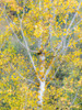USA-Washington State-Bellevue birch trees with golden fall colors Poster Print - Sylvia Gulin # VARPDXUS48SGU0552