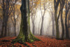 Autumn in the Forest Poster Print - Martin Podt # VARPDXMPP863