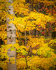 USA-Maine-Acadia National Park Autumn colors in forest Poster Print - Jaynes Gallery # VARPDXUS20BJY0095