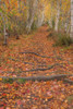 USA-Maine-Acadia National Park Tree roots in forest trail Poster Print - Jaynes Gallery # VARPDXUS20BJY0085