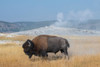USA-Wyoming-Yellowstone National Park-Upper Geyser Basin-Lone male American bison-aka buffalo right Poster Print - Cindy Miller Hopkins # VARPDXUS51CMI0119