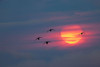 Canada geese silhouetted flying at sunset-Grand Teton National Park-Wyoming Poster Print - Adam Jones # VARPDXUS51AJE0832