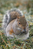 Eastern gray squirrel-Kentucky Poster Print - Adam Jones # VARPDXUS18AJE1312