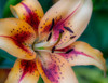 USA-Washington State-Pacific Northwest Sammamish Asiatic Lily close up Poster Print - Sylvia Gulin # VARPDXUS48SGU0476