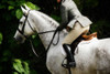 Dressage II Poster Print - Alan Hausenflock # VARPDXPSHSF2462
