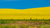USA-Washington State-Palouse and springtime crop of Canola Poster Print - Sylvia Gulin # VARPDXUS48SGU0423