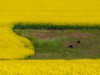 USA-Washington State-Palouse and springtime crop of Canola Poster Print - Sylvia Gulin # VARPDXUS48SGU0424