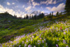 USA-Washington-Mt-Rainier National Park-Mountain meadow with wildflowers Poster Print - Jaynes Gallery # VARPDXUS48BJY2028
