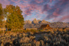 Moulton barn at sunrise and Teton Range-Grand Teton National Park-Wyoming Poster Print - Adam Jones # VARPDXUS51AJE0794