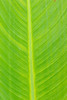 Canna leaf-Marion County-Illinois Poster Print - Richard and Susan Day # VARPDXUS14RDY3050
