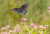 Spicebush swallowtail flying to swamp milkweed Poster Print - Richard and Susan Day # VARPDXNA02RDY0809