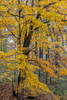 Fall color at Stephen A-Forbes State Park-Marion County-Illinois Poster Print - Richard and Susan Day # VARPDXUS14RDY3018
