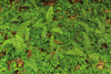 Ferns and sorrel on forest floor-Hoh Rainforest-Olympic National Park-Washington State Poster Print - Adam Jones # VARPDXUS48AJE0427