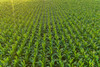 Aerial view of corn field-Marion County-Illinois Poster Print - Richard and Susan Day # VARPDXUS14RDY2881