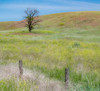 USA-Washington State-Eastern Washington-Benge With lone dead tree in field of grasses Poster Print - Sylvia Gulin # VARPDXUS48SGU0354